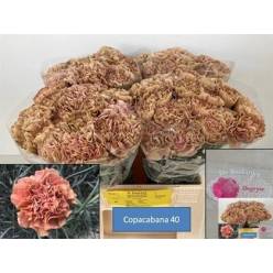 Clavel Hol. 65cm Copacabana