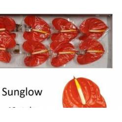 Anthurium Hol. Sunglow Orange 13  "CC12"