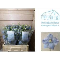 Delphinium Hol. En Ballkleid 60cm "T10"