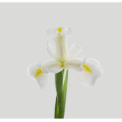 Iris Casablanca 65cm 50gr "T50"
