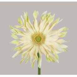 Gerbera Hol. Pasta Carbonara "T25"