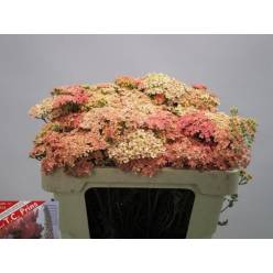 Achilea Hol. Lachsschon 60cm x10