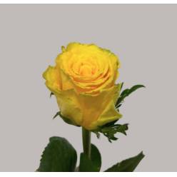 Rosa Hol. Good Times 70cm
