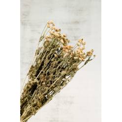 Tanacetum Boton Seco Crema 60cm (5 Tallos)