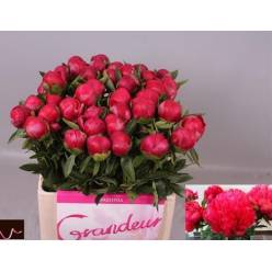 Peonia Hol. Belgravia 60cm x5 Fuc.