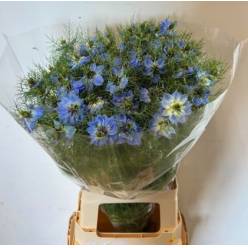 Nige D. M Jekyll Oxf Blue 75cm
