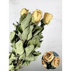 Rosa Seca Medeo 50cm (5 Tallos)