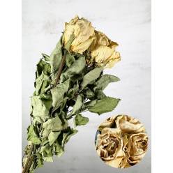 Rosa Seca Countdown 70cm (5 Tallos)