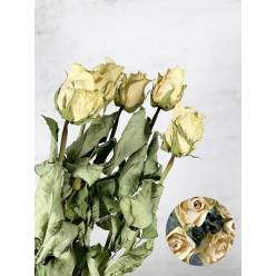 Rosa Seca Athena 70cm (5 Tallos)