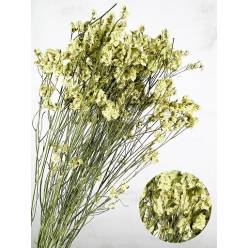 Limonium Hibrido Seco Amarillo 60cm (5 Tallos)