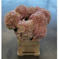 Hortensia Hol. Verena 80cm �22/24 Rosa
