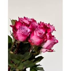 Rosa Hol. Deep Purple 70cm