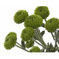 Margarita Hol. Deligreen 90gr