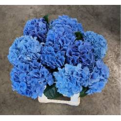 Hortensia Hol. Royal Parade 60cm �18/20 Azul