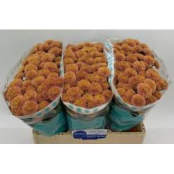 Santini Ellison Salmon 1100gr "T25" Sal.