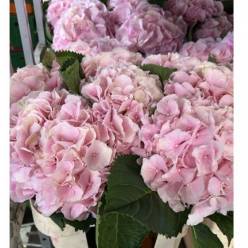 Hortensia Hol. Verena 80cm 20/22 Rosa