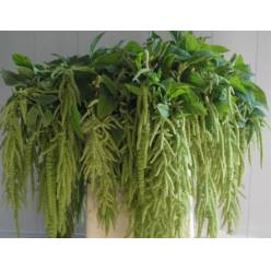 Amaranthus Hol. Ca Viridis 85cm Vd