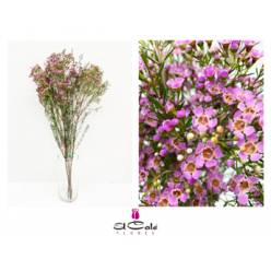 Flor Cera Michal 70cm 45gr Rs.