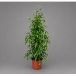 P. Ficus Be Exotica 27/140cm
