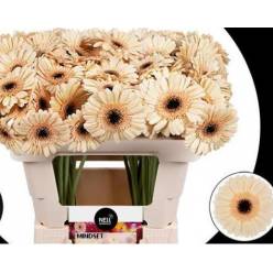 Gerbera Mini Hol. Mindset Cre "T20"