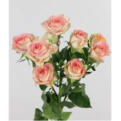 Ramificada Azore 60cm