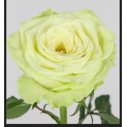 Rosa Hol. Camouflage 50cm Ver.