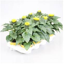 P. Girasol Sunsation 13/35cm "CC8"