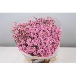 Limonium Hol. Anouchka Dia 60cm 25gr "T25" Rs.