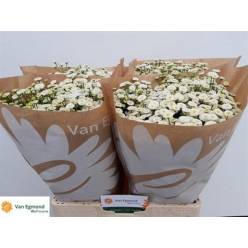 Tanacetum Hol. Pa Rio 60cm 775gr "T25"