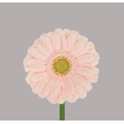 Gerbera Mini Hol. Alix-Noor Rs "T20"