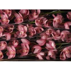 Cymbidium Belle Star 80cm Rs.