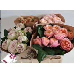 Rosa Hol. Jardin Solido Variado 60cm A2 "CC40"