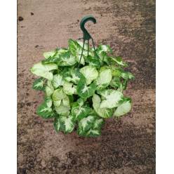 P. Syngonium Nac. 15/40cm  x6