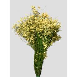 Limonium Nac. "Mazo" Hibrido Amarillo 80cm "T25"