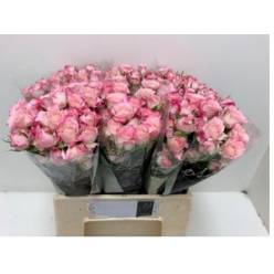 Ramificada Speak Blossoms 40cm Bicolor