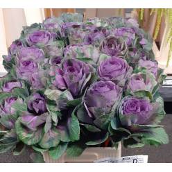 Brassica Hol. Condor Red 60cm Mor