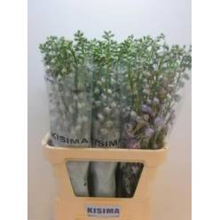 Delphinium Hol. El Magic Fount Lavandel 70cm "T10"