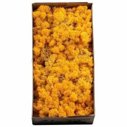 Caja Musgo Preservado Amarillo 500g