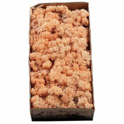 Caja Musgo Preservado Melocoton 500g