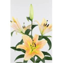 Oriental Hol. Sal. Zelmira 75cm 2/3 fl.
