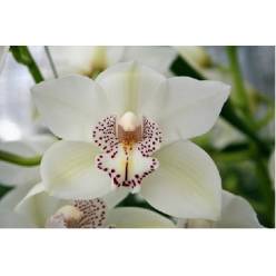 Cymbidium Maxime 60cm Bl.