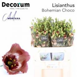Lisiantus Hol. E Bohemian Choco 70cm 55gr "T10"