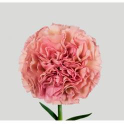 Clavel Hol. 60cm Lege Pink
