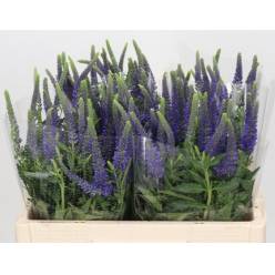 Veronica Skyler Blue 50cm