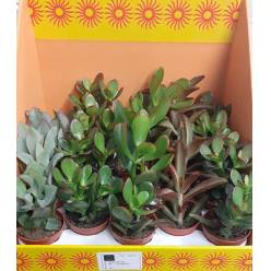 P. Succulenta mixta 6 Srt 8.5/15cm "CC18"