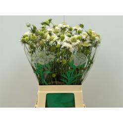 Scabiosa Atro Focal Scoop White 65cm x50