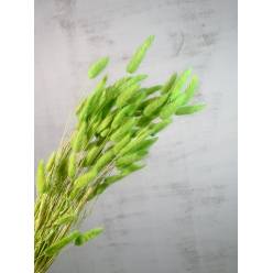 Lagurus Seco Verde 70cm 100g