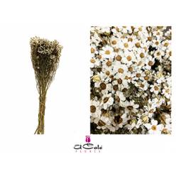 Ixodia Seca Blanca 50cm (10 Tallos)