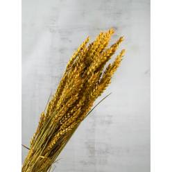 Trigo Seco Natural Amarillo 70cm 200g