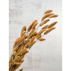 Setaria Seca Natural 70cm 160g